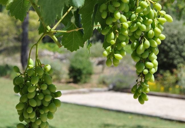Maison à Cotignac - Les 2 Palmiers : 6 à 10 vacances détente en Provence