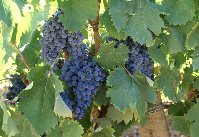 Maison à Cotignac - Les 2 Palmiers : 6 à 10 vacances détente en Provence