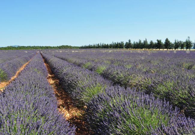 Maison à Cotignac - Les 2 Palmiers : 6 à 10 vacances détente en Provence