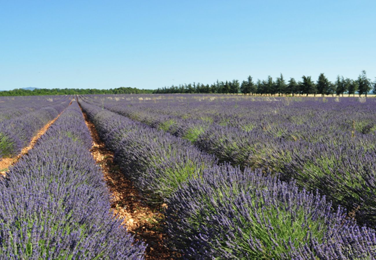 Maison à Cotignac - Les 2 Palmiers : 6 à 10 vacances détente en Provence Maison à Cotignac - Les 2 Palmiers : 6 à 10 vacances détente en Provence